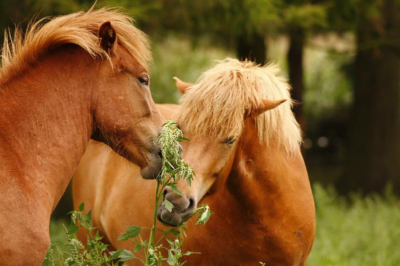 Jungstutenherde 5.jpg